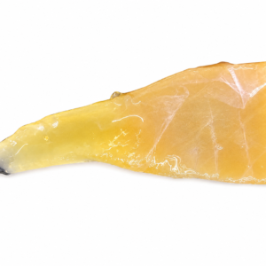 CutterFish 鱿鱼